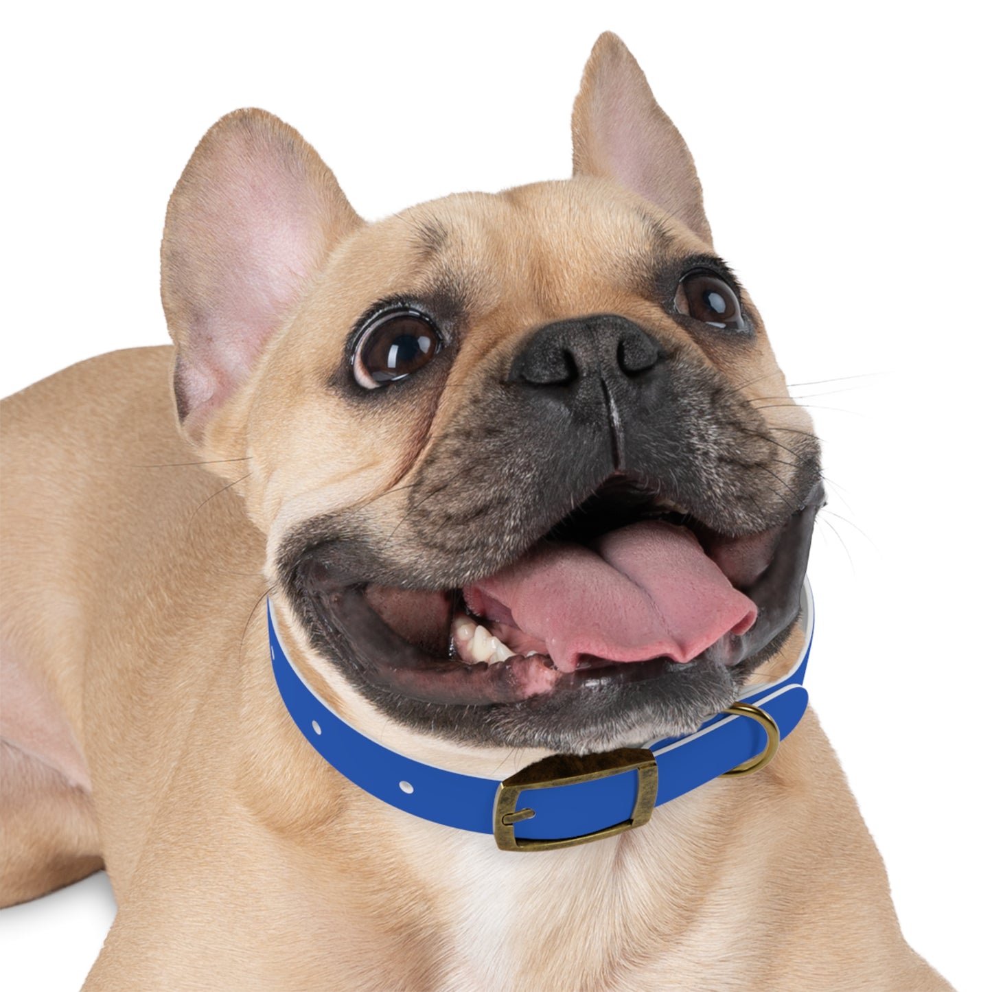 Stylish Pet Collar