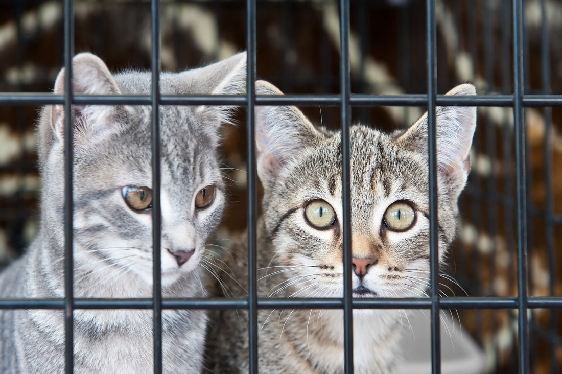 Help Us Celebrate Adopt a Shelter Pet Day