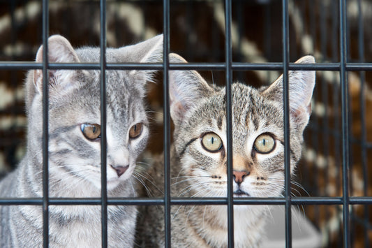 Help Us Celebrate Adopt a Shelter Pet Day