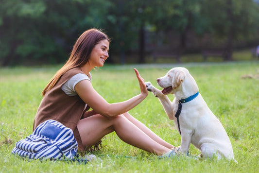 Our Top 3 Tips to Help You Maintain Your Pet Door