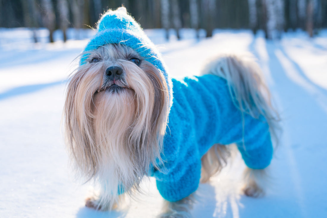 Winter Pet Safety: Top 7 Tips