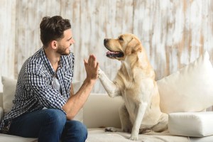 Dog Door Replacement Flaps Made Simple: What You Need to Know Before Replacing Yours