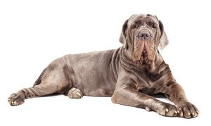 Your Full-Size Dog Needs a Full-Size Pet Door