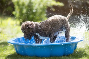Beyond the Doggie Door: Tips for Keeping Your Pet Safe and Comfortable in Hot Weather