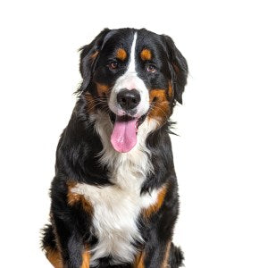 How to Choose the Best Dog Door for Large Dogs