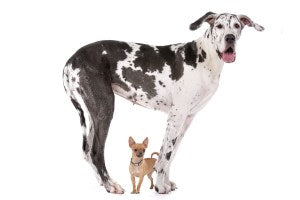 The Best Dog Door for a Big Dog