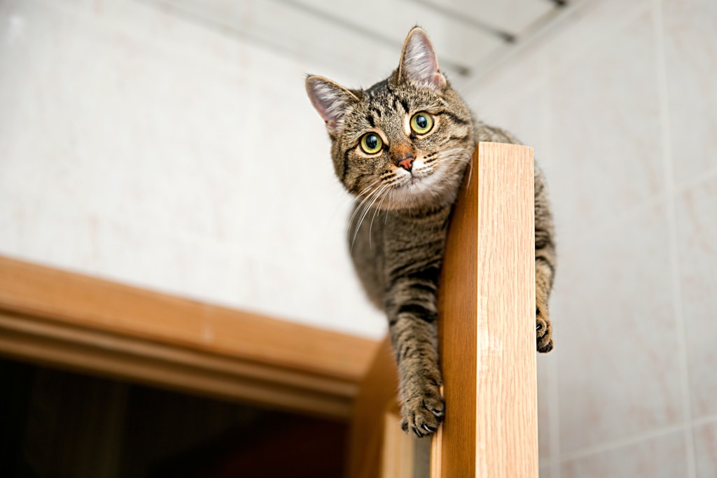 Cat Door Training 101: Helping Your Cat Adjust to Using the Pet Door