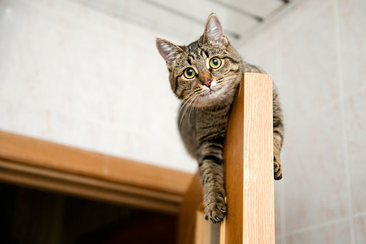 Cat Door Training 101: Helping Your Cat Adjust to Using the Pet Door