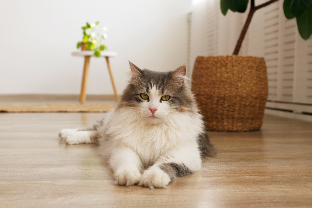 Cat Doors: How Safe Are They?