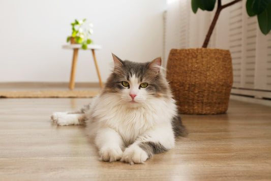 Cat Doors: How Safe Are They?