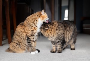 Cat Doors for Multi-Cat Homes: Meeting the Needs of Multiple Feline Friends