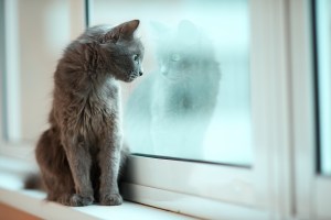Can You Put a Cat Door in a Window?