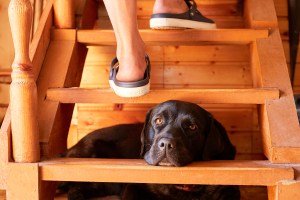 Under Stairs Doggy Door: Build Your Dog A Cozy Little Room