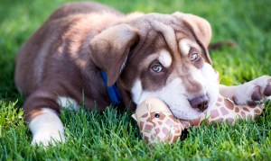 Doggie Door Training: How To Get Your Dog To Use It