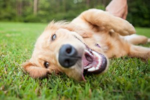 Eco-Friendly Dog Doors and the Environment