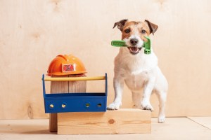 5 Things to Know Before Your Dog Door Installation