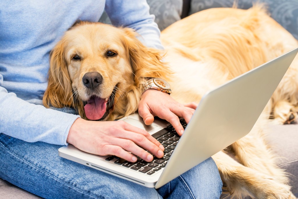 We’re All About Dog Door Replacement Parts