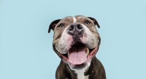 What Makes Hale Pet Door the Best Option?