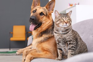 Not Just for Dogs, There’s a Pet Door for Cats Too