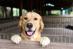 Dog Kennel Doors 101: Our Essential Guide for Your Common Questions