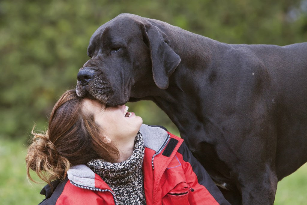 Giant Dog Doors: Give Access to Any Big Dog Breed