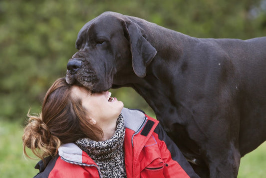 Giant Dog Doors: Give Access to Any Big Dog Breed