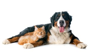 With Our Guide, You Can Choose the Right Pet Door Size For Your Pet