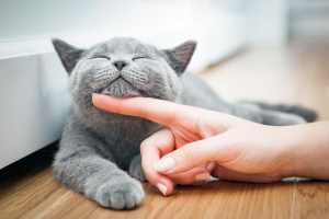 Top Benefits of an Interior Cat Door