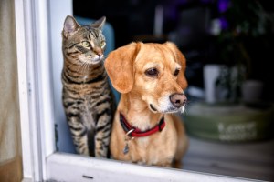 Dog Door for Sliding Glass Doors: 3 Helpful Tips