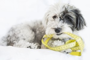 How to Measure Your Pet for a Pet Door
