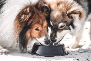 Hydration Station: Hot Days Call for Water Stations at Your Dog’s Door