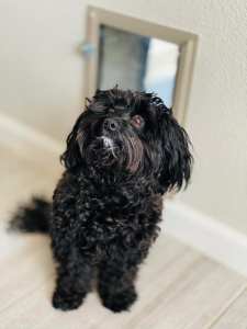 In-Wall Dog Doors: Because They’re Not Just for Doors