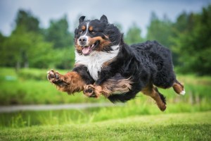 No Matter How Big Your Dog is, We Have the Right Doggie Door