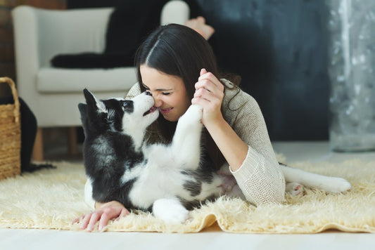 Mastering Pet Door Training: A Guide for a Smooth Transition to Independence