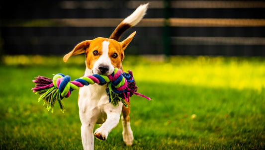 Pet Doors and Mental Stimulation: Enriching Your Pet’s Life and Reducing Boredom