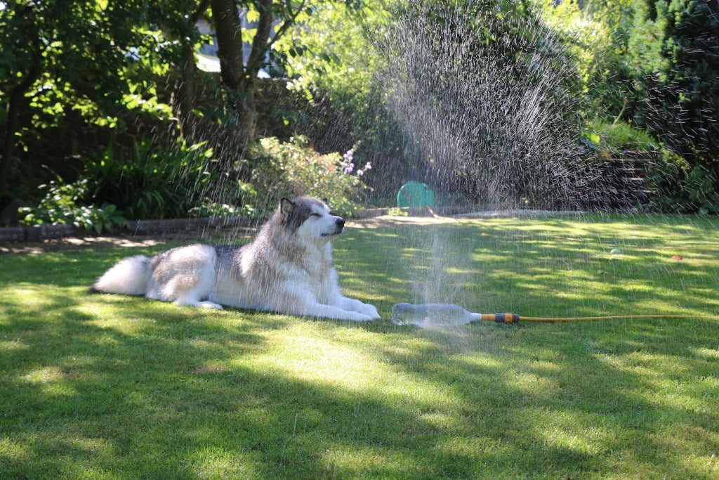 Hot Weather Safety: Reduce Overheating Risk with a Dog Door