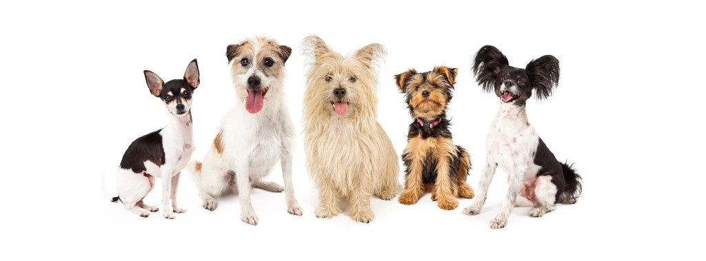 Small Doggy Doors Your Dog Will Love