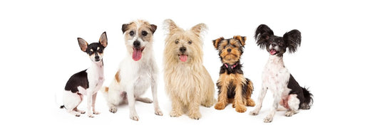 Small Doggy Doors Your Dog Will Love