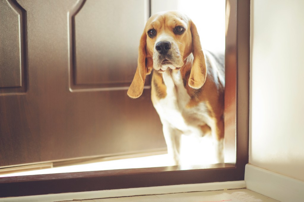 What is the Best Dog Door for My Door?