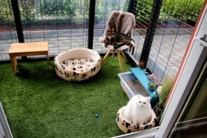 Cat Doors 101: Three Reasons to Get One