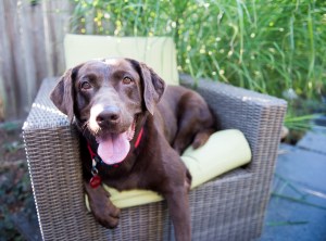 What Can a Pet Door Do for Your Pet’s Mental and Physical Health?