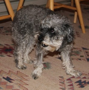 Have a Timid Dog? Train them to use the Pet Door