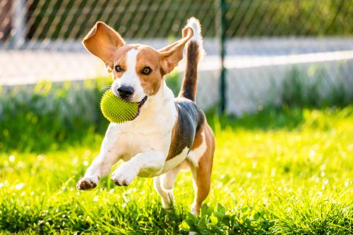 The Best Dog Breeds for Families