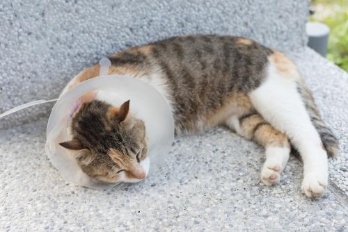 February is National Spay/Neuter Awareness Month