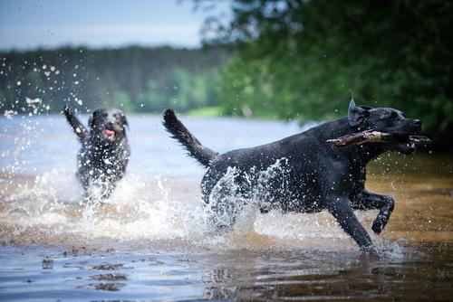 Water Safety Tips for Dogs