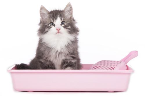 February is National Cat Health Month
