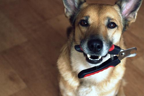 How to Trim Your Dog’s Nails