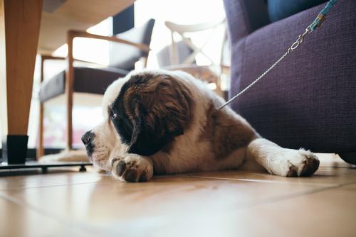 Bringing Home a Shelter Dog and How to Avoid Common Mistakes