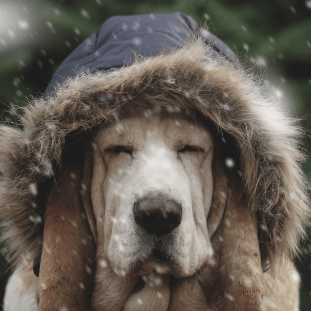 Tips to Keep your Pet’s Skin, Coat and Paws Healthy During Cold Weather