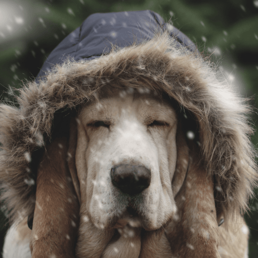 Tips to Keep your Pet’s Skin, Coat and Paws Healthy During Cold Weather